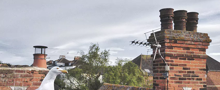 Chimney Cleaning And Restoration in Montclair, Virginia